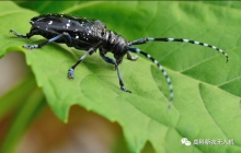 林業(yè)防治新里程！ 高科新農(nóng)20公斤M45湖北抗擊天牛告捷