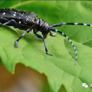 林業(yè)防治新里程！ 高科新農(nóng)20公斤M45湖北抗擊天牛告捷