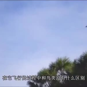 農(nóng)村小伙發(fā)明飛鳥無人機(jī)，沒有螺旋槳，飛行跟真鳥毫無差別 ...