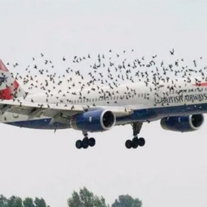 機場驅(qū)鳥很有必要！驅(qū)鳥利器推薦